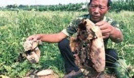 梁山吃瓜最新事件爆料新闻,揭秘最新事件背后惊人真相