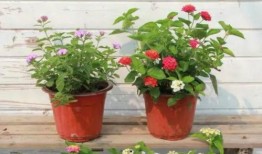 晓鼎爆料视频最新,揭秘娱乐圈惊人内幕！