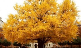 临沂银杏树爆料视频最新,千年古树见证历史变迁