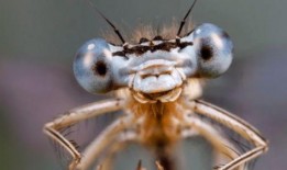 昆虫学者皮肤最新爆料蓝皮,蓝皮昆虫的神秘生成之谜