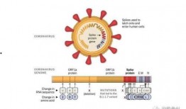 新冠病毒变异最新爆料,突变株解析与全球防控策略