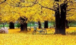 临沂银杏树爆料视频最新,千年古树见证历史变迁